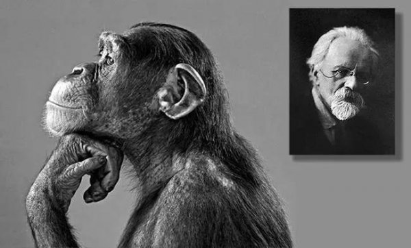 人类与黑猩猩杂交实验