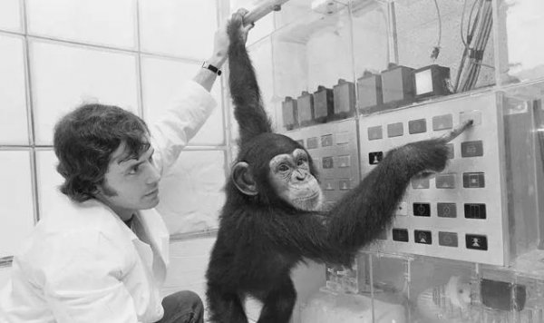 人类与黑猩猩杂交实验