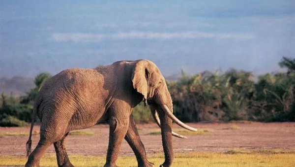 人类根本不是进化来的可信吗