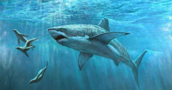 人类根本不是进化来的可信吗