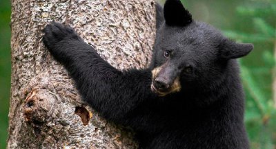 世界上什么动物最厉害 史上最厉害的动物排名