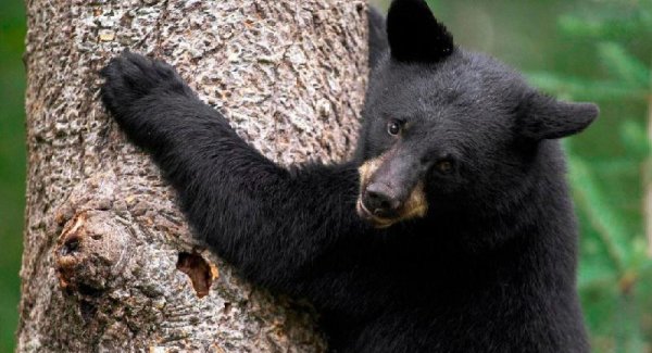 世界上什么动物最厉害