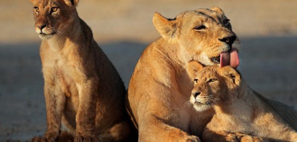 世界上什么动物最厉害