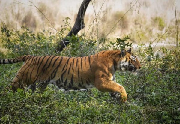 世界上什么动物最厉害