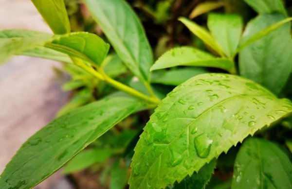 老婆出轨的十大表现