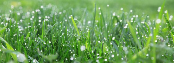 无为而治是什么意思