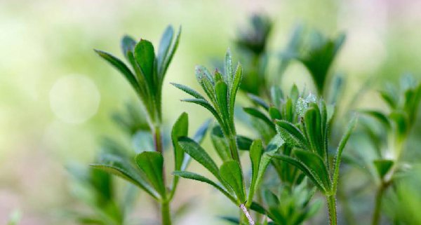 无为而治是什么意思