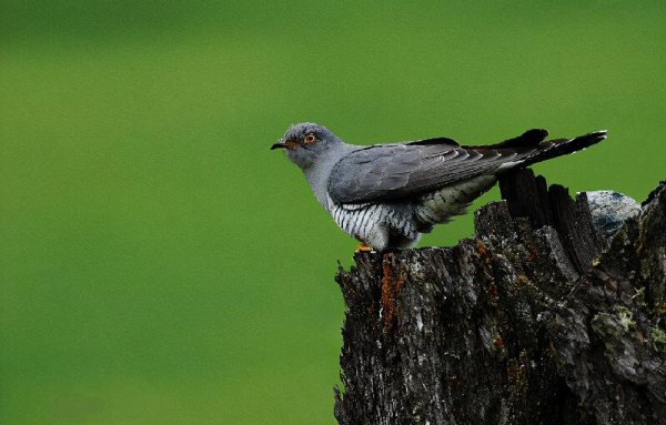 巴蜀在战国后期属于哪个国家