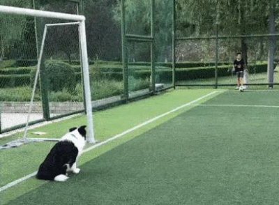 什么狗智商最高排名第一 世界上最聪明听话的狗狗品种