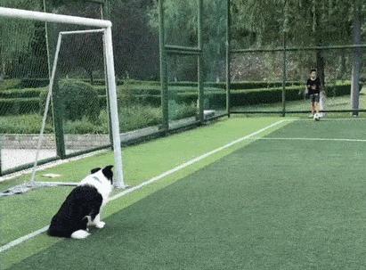 什么狗智商最高排名第一