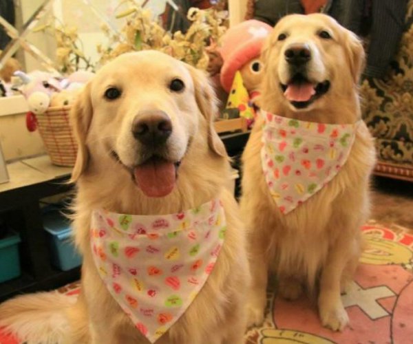 什么狗智商最高排名第一