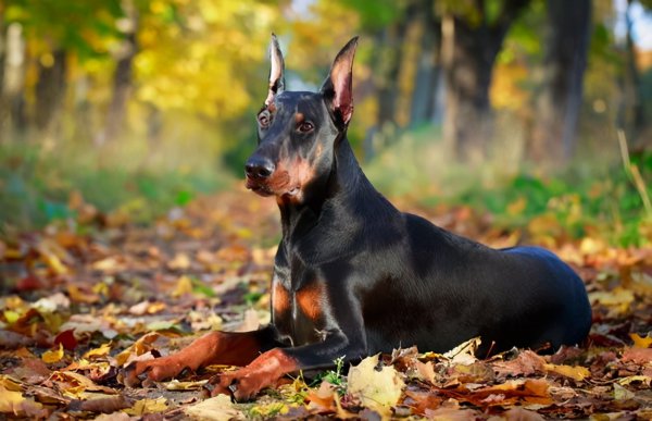 什么狗智商最高排名第一