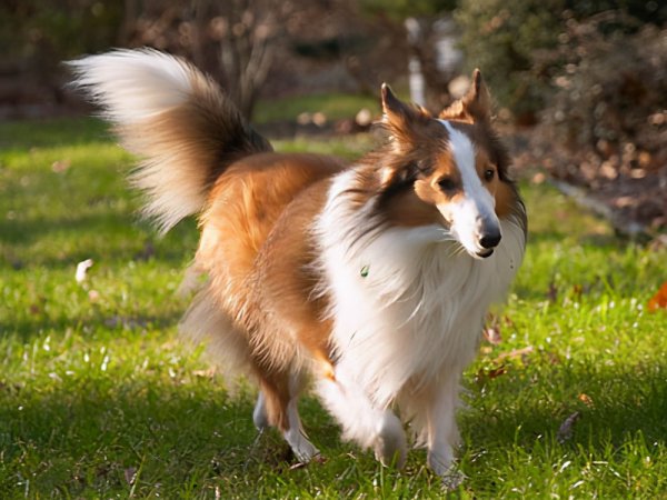 什么狗智商最高排名第一