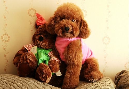 什么狗智商最高排名第一