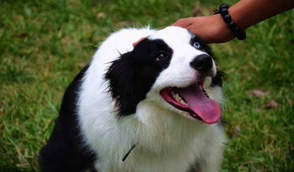 什么狗智商最高排名第一