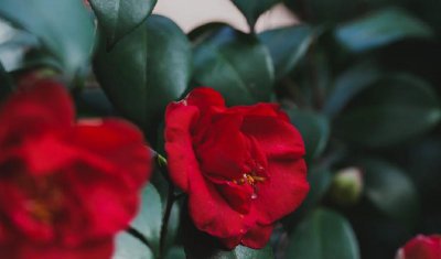 真正打算离婚的女人表现 一个女人决定提离婚的心理