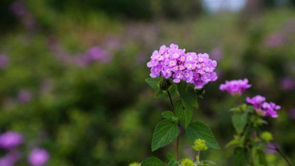 摩羯男一见钟情的女生类型