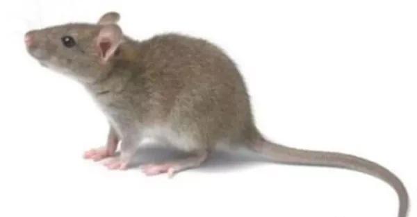 家里抓老鼠最有效方法