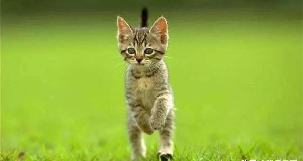 家里抓老鼠最有效方法