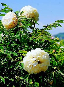 最著名紫斑牡丹产地 紫斑牡丹里哪个品种最漂亮