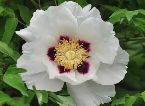 最著名紫斑牡丹产地