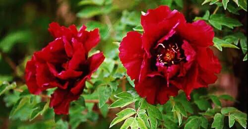 最著名紫斑牡丹产地