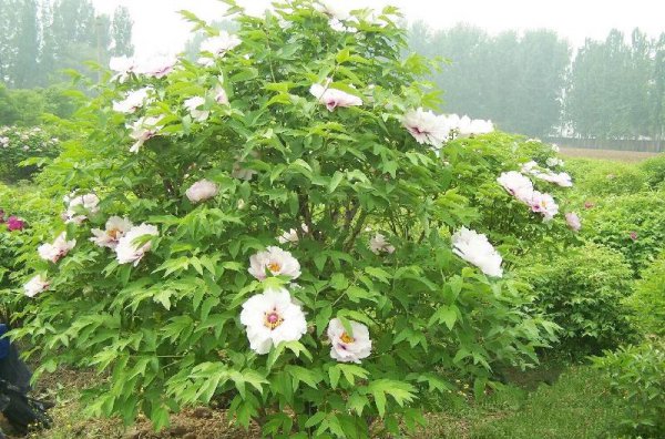 最著名紫斑牡丹产地