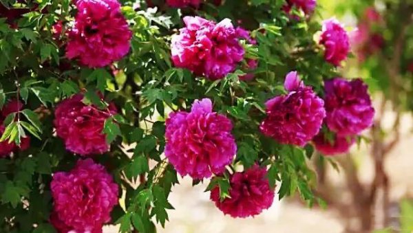 最著名紫斑牡丹产地