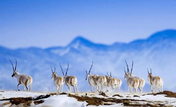 长江发源地在什么地方哪个省