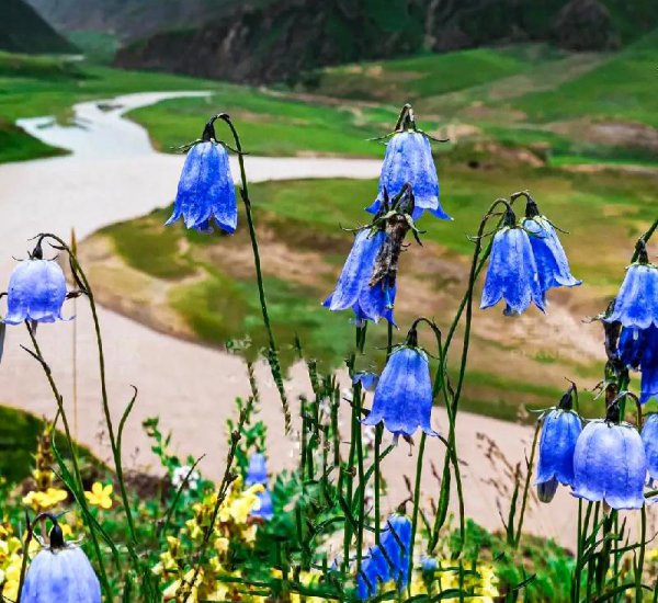 长江发源地在什么地方哪个省