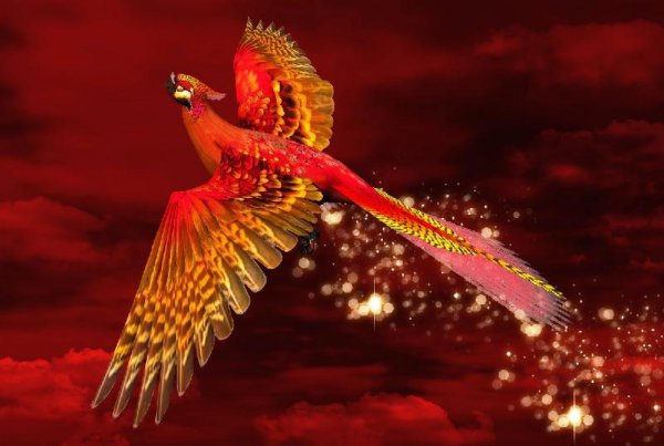 朱雀和凤凰的区别在哪