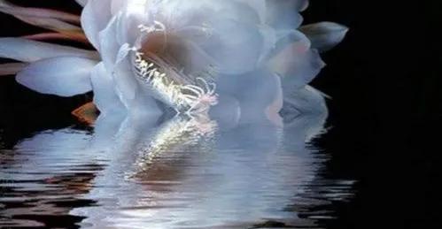 小说柔福帝姬讲的是什么