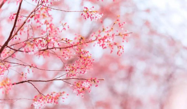 意境最美的宋词有哪些