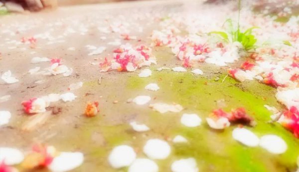 意境最美的宋词有哪些