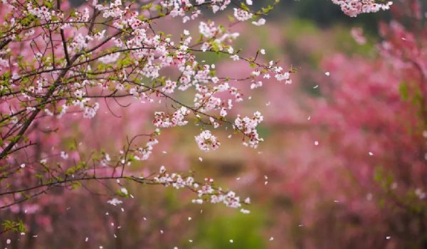 意境最美的宋词有哪些