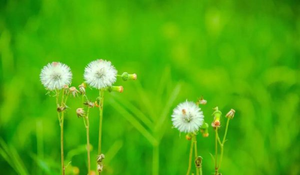 意境最美的宋词有哪些