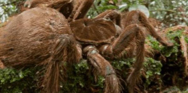 世界上最大的蜘蛛叫什么名字