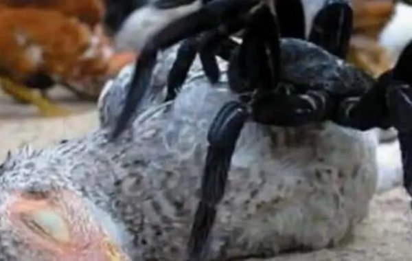 世界上最大的蜘蛛叫什么名字