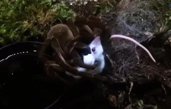 世界上最大的蜘蛛叫什么名字