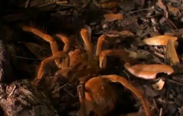 世界上最大的蜘蛛叫什么名字