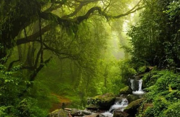 世界上最大的蜘蛛叫什么名字