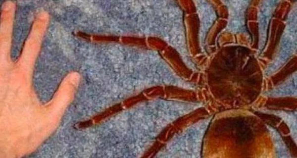 世界上最大的蜘蛛叫什么名字