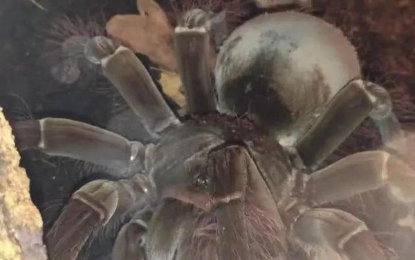 世界上最大的蜘蛛叫什么名字