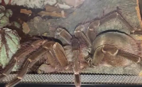 世界上最大的蜘蛛叫什么名字