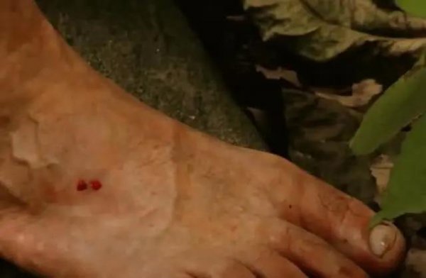 世界上最大的蜘蛛叫什么名字