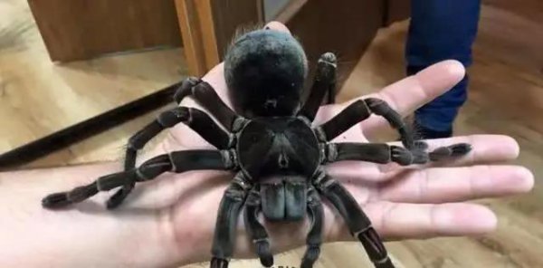 世界上最大的蜘蛛叫什么名字