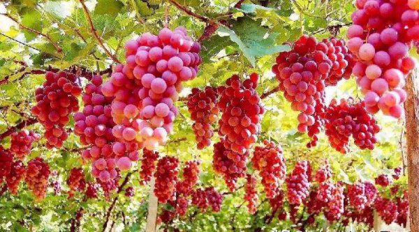 世界上最低的盆地是哪里