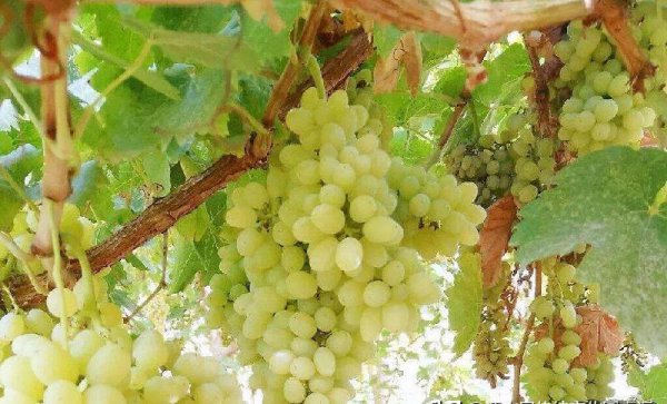 世界上最低的盆地是哪里