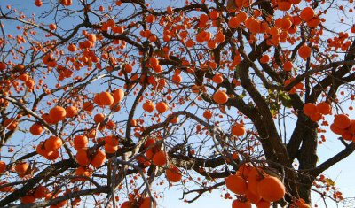 柿子树嫁接方法和时间 柿子树嫁接树的最佳时间