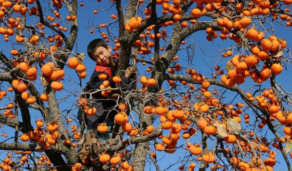 柿子树嫁接方法和时间